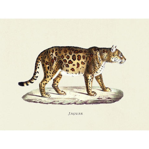 Jaguar Gold Ornate Wood Framed Art Print with Double Matting by Schinz, Heinrich Rudolf