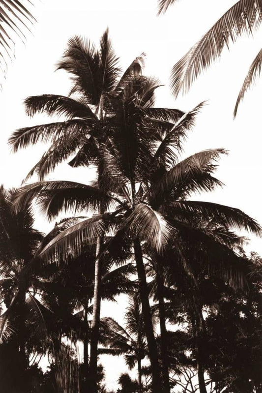 Image Only