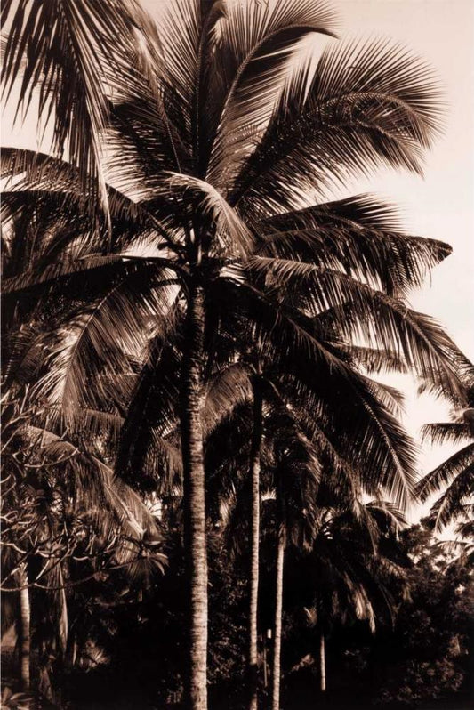 Image Only