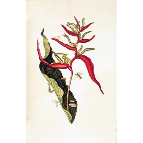 Tropical flower, plate 14 Gold Ornate Wood Framed Art Print with Double Matting by Merian, Sybilla