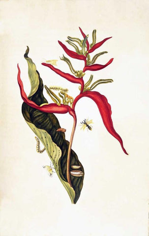 Tropical flower, plate 14 Black Ornate Wood Framed Art Print with Double Matting by Merian, Sybilla