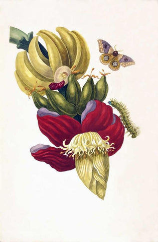 Banana, Butterfly, plate13 White Modern Wood Framed Art Print with Double Matting by Merian, Sybilla