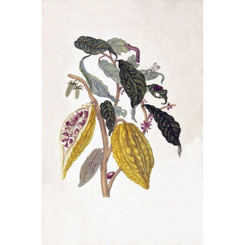 Tropical fruit,Caterpillar,  plate 26 Black Modern Wood Framed Art Print by Merian, Sybilla