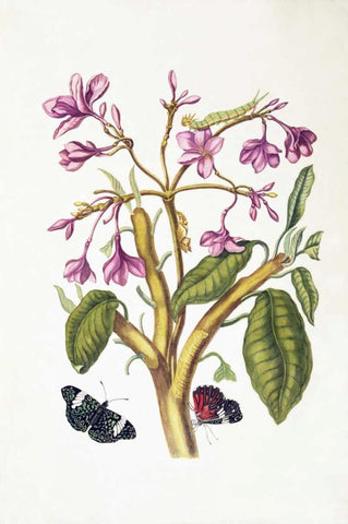 Tropical flower, Butterflies, plate 8 Black Ornate Wood Framed Art Print with Double Matting by Merian, Sybilla