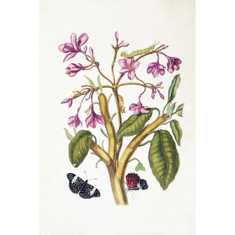 Tropical flower, Butterflies, plate 8 Black Modern Wood Framed Art Print by Merian, Sybilla