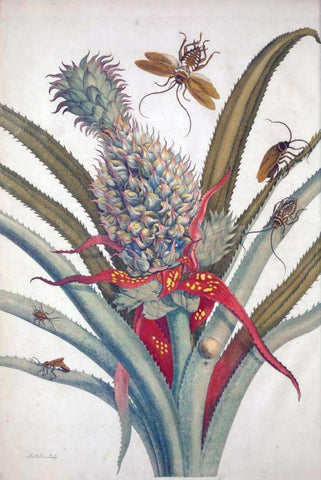 Pineapple, Insects, plate 1 Black Ornate Wood Framed Art Print with Double Matting by Merian, Sybilla