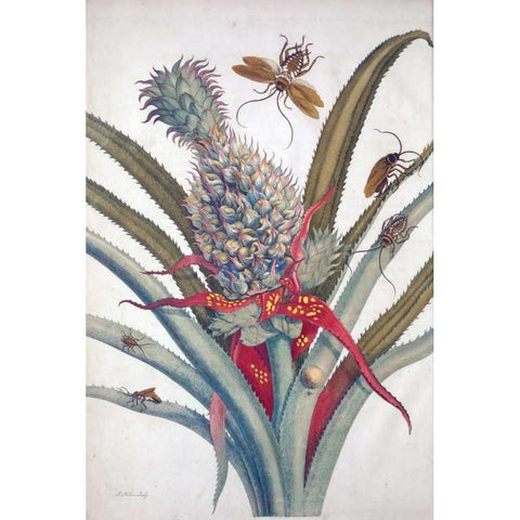 Pineapple, Insects, plate 1 Gold Ornate Wood Framed Art Print with Double Matting by Merian, Sybilla