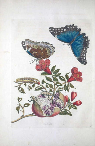 Tropical fruit,Butterflies,  plate 96 White Modern Wood Framed Art Print with Double Matting by Merian, Sybilla