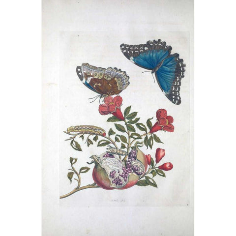 Tropical fruit,Butterflies,  plate 96 Gold Ornate Wood Framed Art Print with Double Matting by Merian, Sybilla