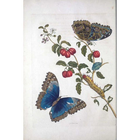 Tropical fruit,Butterflies, plate 2 Black Modern Wood Framed Art Print with Double Matting by Merian, Sybilla