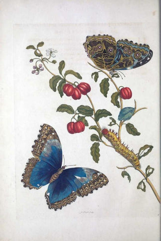 Tropical fruit,Butterflies, plate 2 Black Ornate Wood Framed Art Print with Double Matting by Merian, Sybilla