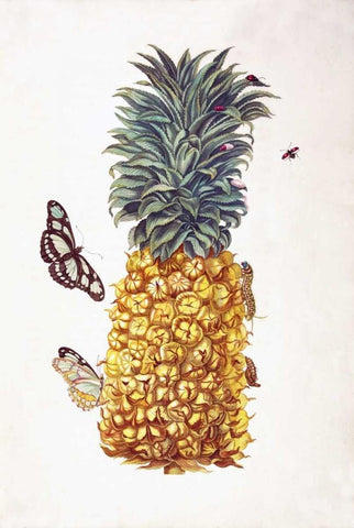 Pineapple, Butterflies, plate 11 White Modern Wood Framed Art Print with Double Matting by Merian, Sybilla