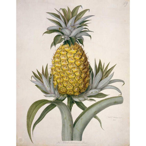Black Jamaican Pineapple White Modern Wood Framed Art Print by Hooker, William