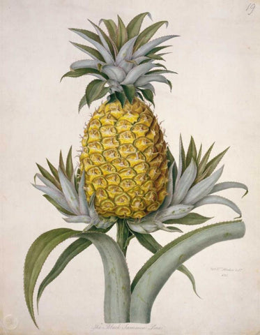 Black Jamaican Pineapple Black Ornate Wood Framed Art Print with Double Matting by Hooker, William