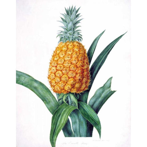 The Enville Pineappe Gold Ornate Wood Framed Art Print with Double Matting by Hooker, William