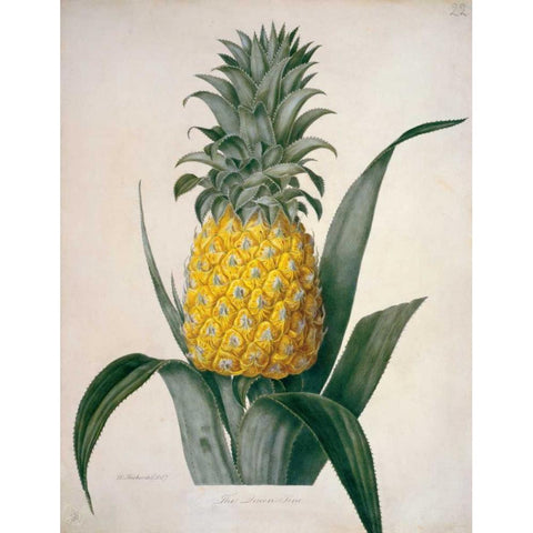 The Queen Pineapple Gold Ornate Wood Framed Art Print with Double Matting by Hooker, William