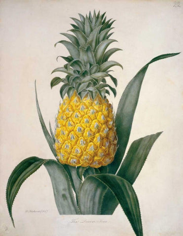 The Queen Pineapple Black Ornate Wood Framed Art Print with Double Matting by Hooker, William