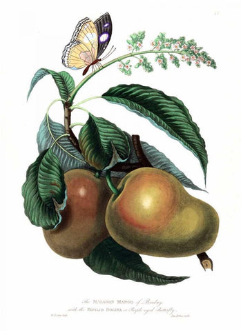 Mango with Butterfly Black Ornate Wood Framed Art Print with Double Matting by Hooker, William