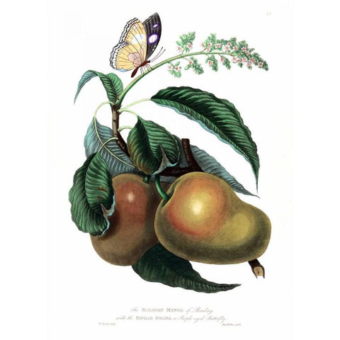 Mango with Butterfly Black Modern Wood Framed Art Print with Double Matting by Hooker, William