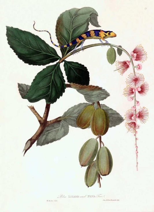 Image Only