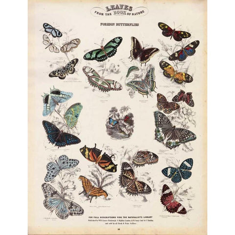 Foreign Butterflies Gold Ornate Wood Framed Art Print with Double Matting by Lizars, WH