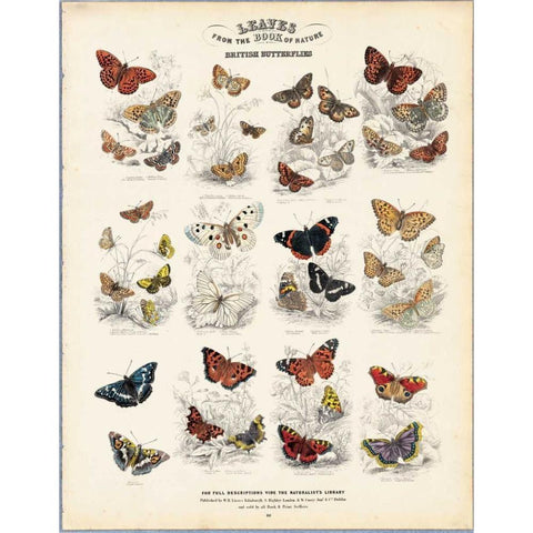 British Butterflies Gold Ornate Wood Framed Art Print with Double Matting by Lizars, WH