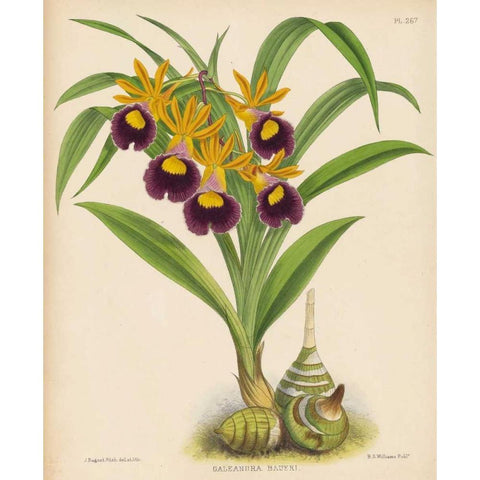 Orchid White Modern Wood Framed Art Print by Fitch, Walter, Joseph