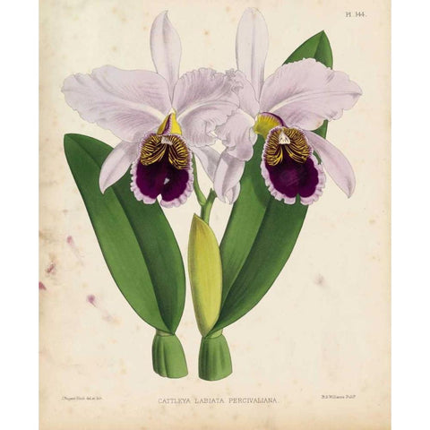 Orchid Gold Ornate Wood Framed Art Print with Double Matting by Fitch, Walter, Joseph