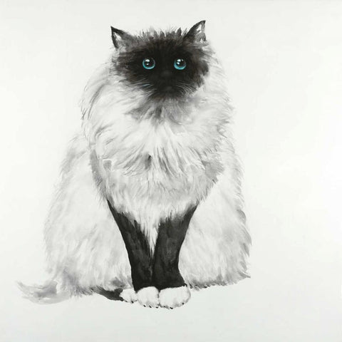 Blue Eyes Fluffy Siamese Cat Black Modern Wood Framed Art Print by Atelier B Art Studio