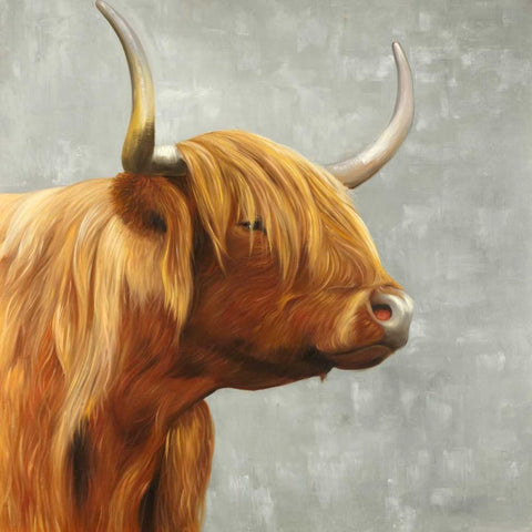 Beautiful Higland Cattle White Modern Wood Framed Art Print by Atelier B Art Studio