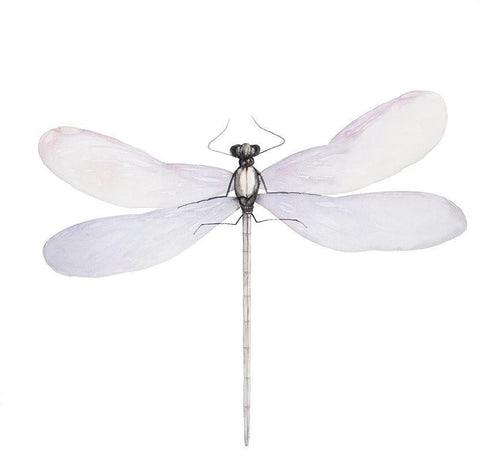 DELICATE DRAGONFLY White Modern Wood Framed Art Print with Double Matting by Atelier B Art Studio