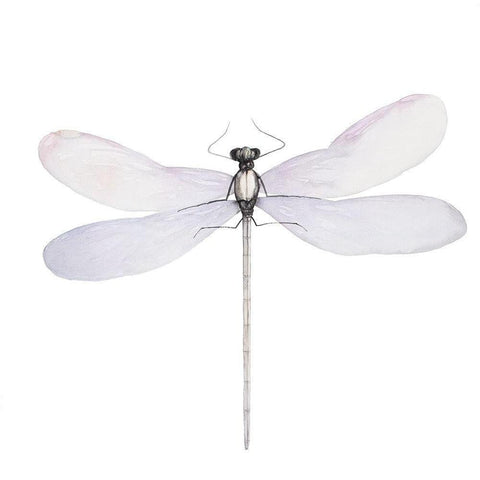 DELICATE DRAGONFLY Black Modern Wood Framed Art Print with Double Matting by Atelier B Art Studio