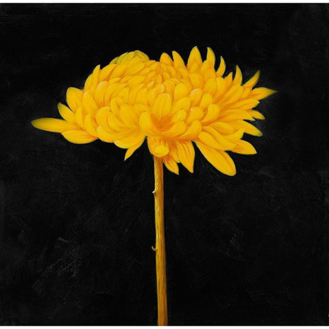 YELLOW FLOWER IN THE DARK Black Modern Wood Framed Art Print with Double Matting by Atelier B Art Studio