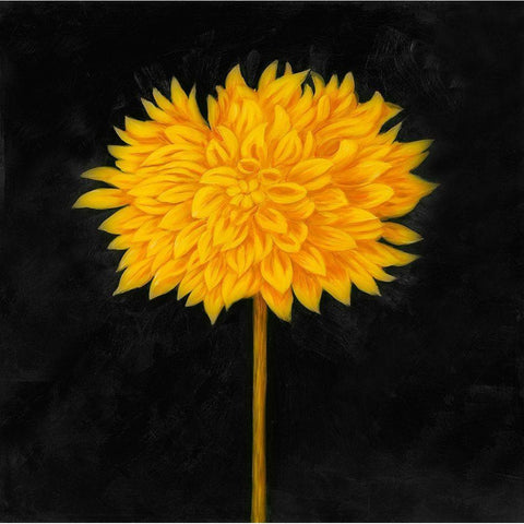 YELLOW DAHLIA White Modern Wood Framed Art Print by Atelier B Art Studio