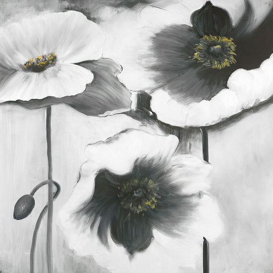 Image Only