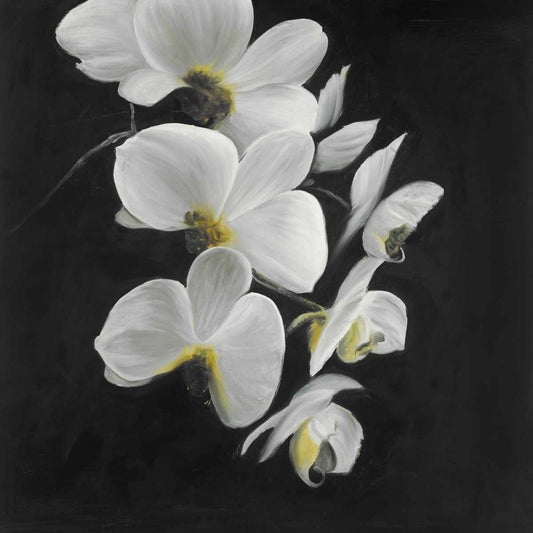 Image Only