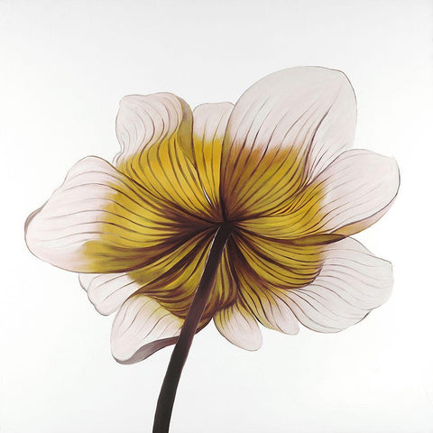 Beautiful anemone yellow flower White Modern Wood Framed Art Print with Double Matting by Atelier B Art Studio