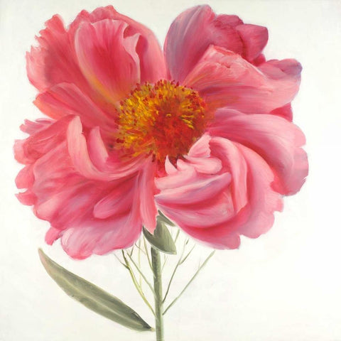 Pink Peony Flower Black Modern Wood Framed Art Print with Double Matting by Atelier B Art Studio