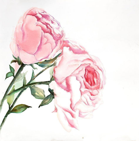 Watercolor Pink Roses White Modern Wood Framed Art Print with Double Matting by Atelier B Art Studio