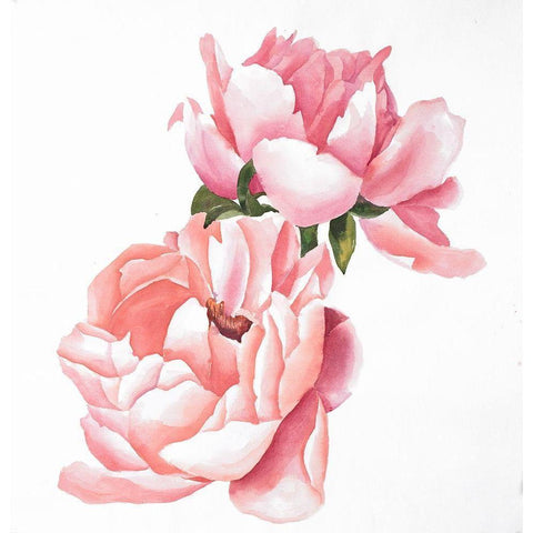 Two Pink Watercolor Roses White Modern Wood Framed Art Print by Atelier B Art Studio