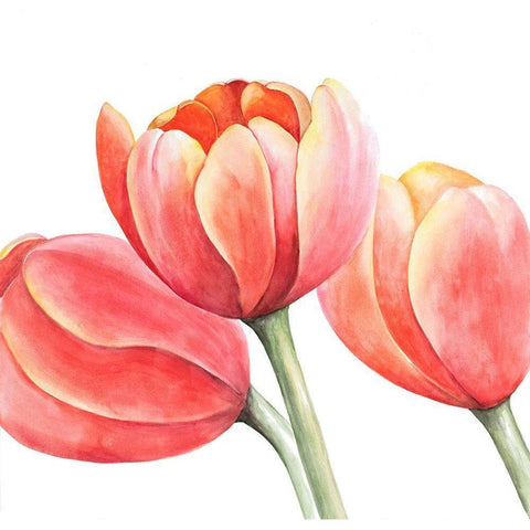 THREE TULIPS CLOSEUP Gold Ornate Wood Framed Art Print with Double Matting by Atelier B Art Studio