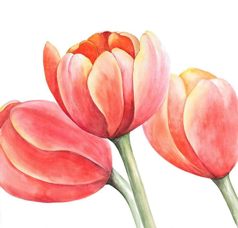 THREE TULIPS CLOSEUP White Modern Wood Framed Art Print with Double Matting by Atelier B Art Studio