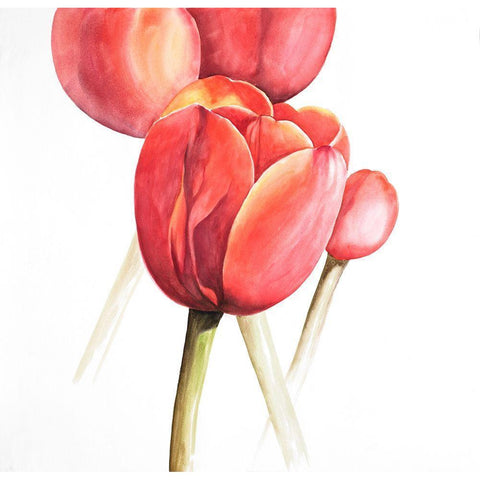 BLOSSOMING TULIPS CLOSEUP White Modern Wood Framed Art Print by Atelier B Art Studio