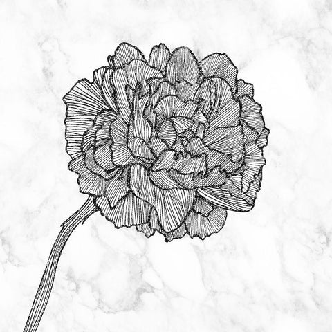 BRIGHT PEONY Black Ornate Wood Framed Art Print with Double Matting by Atelier B Art Studio
