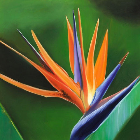 BIRD OF PARADISE FLOWER  White Modern Wood Framed Art Print with Double Matting by Atelier B Art Studio