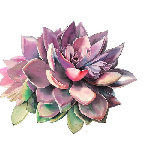 SUCCULENT Gold Ornate Wood Framed Art Print with Double Matting by Atelier B Art Studio