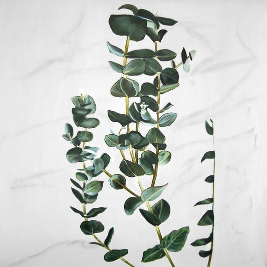 Image Only