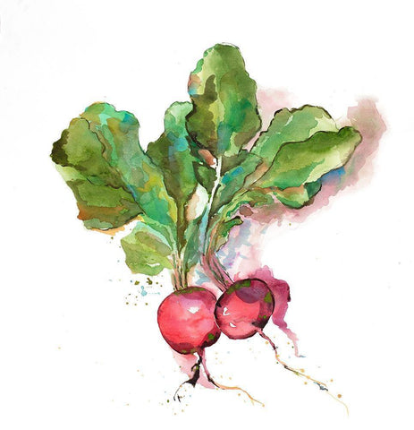 Watercolor Radish White Modern Wood Framed Art Print with Double Matting by Atelier B Art Studio