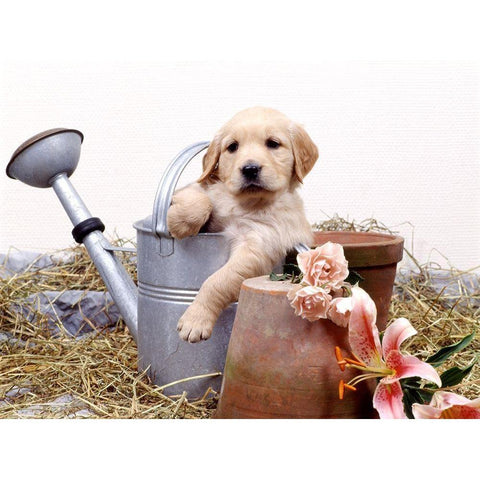 puppies in watering can White Modern Wood Framed Art Print by Hoenderkamp, Patrick