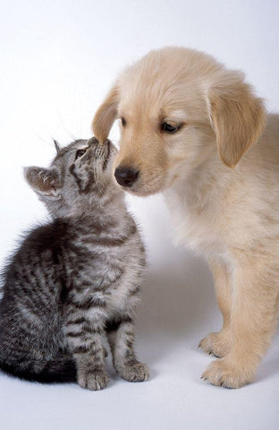 True love White Modern Wood Framed Art Print with Double Matting by Hoenderkamp, Patrick